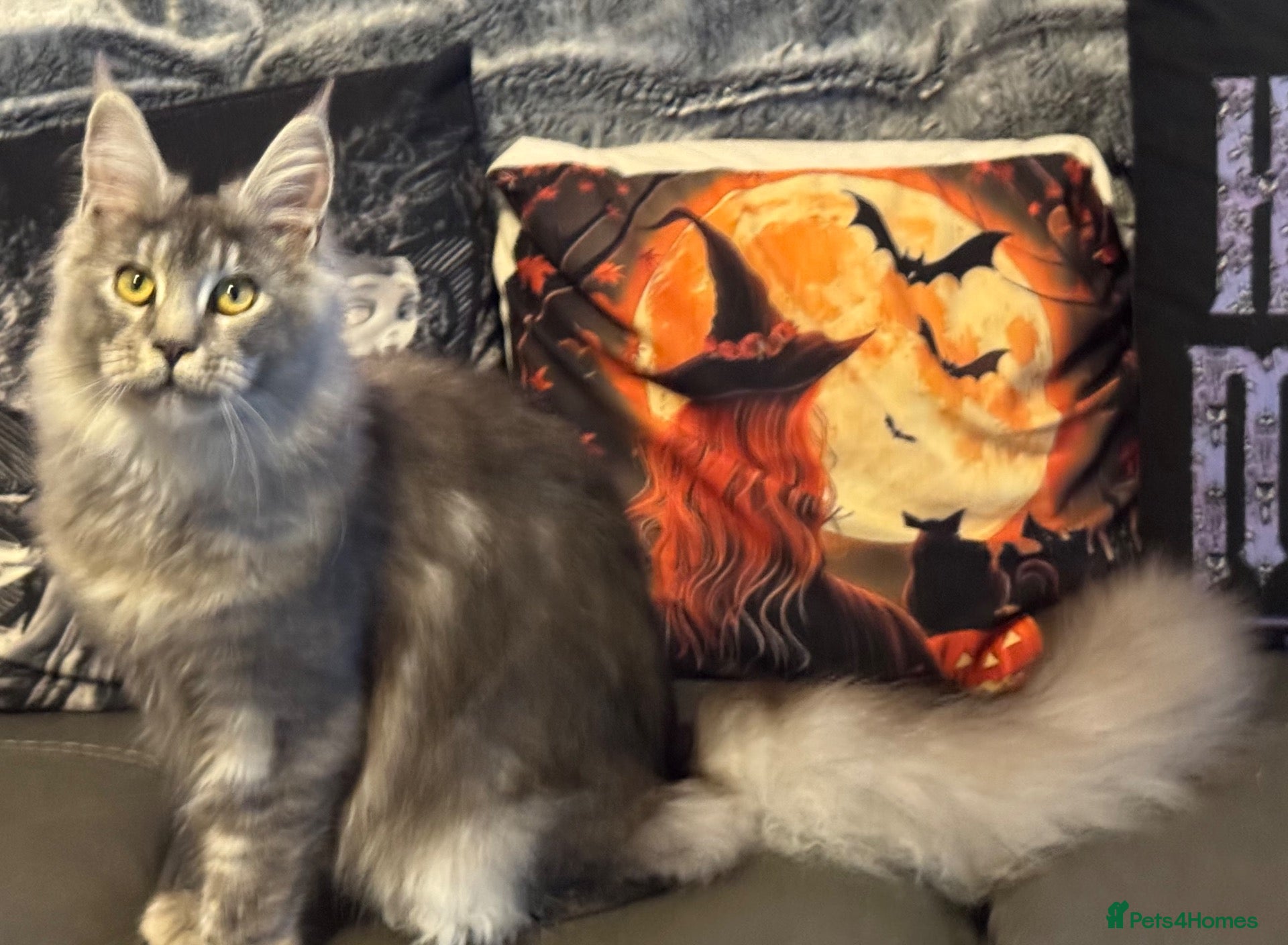 Maine Coon cats Reduced TICA Xl Maine coon Kitten active possible  - Advert 2