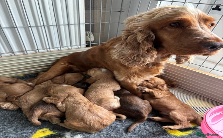 Cocker Spaniel dogs - Advert 3