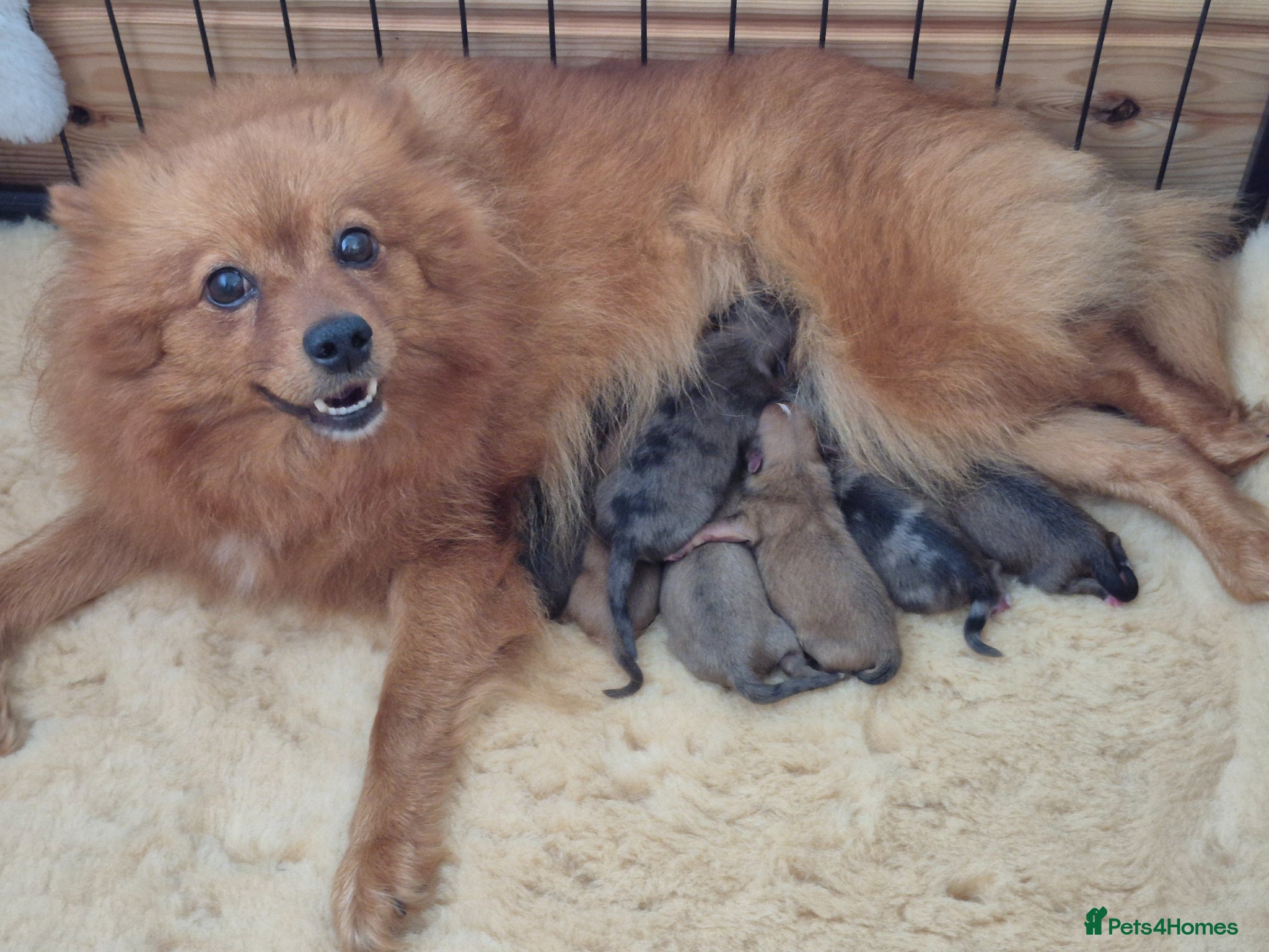 Pomeranian dogs Purebred Pomeranian puppies - Advert 1