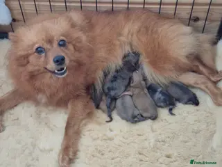 Pomeranian dogs Purebred Pomeranian puppies - Advert 1