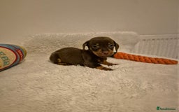 Miniature Dachshund dogs for sale: ❤️ 🐕 Miniature Dachshunds  - Image 17