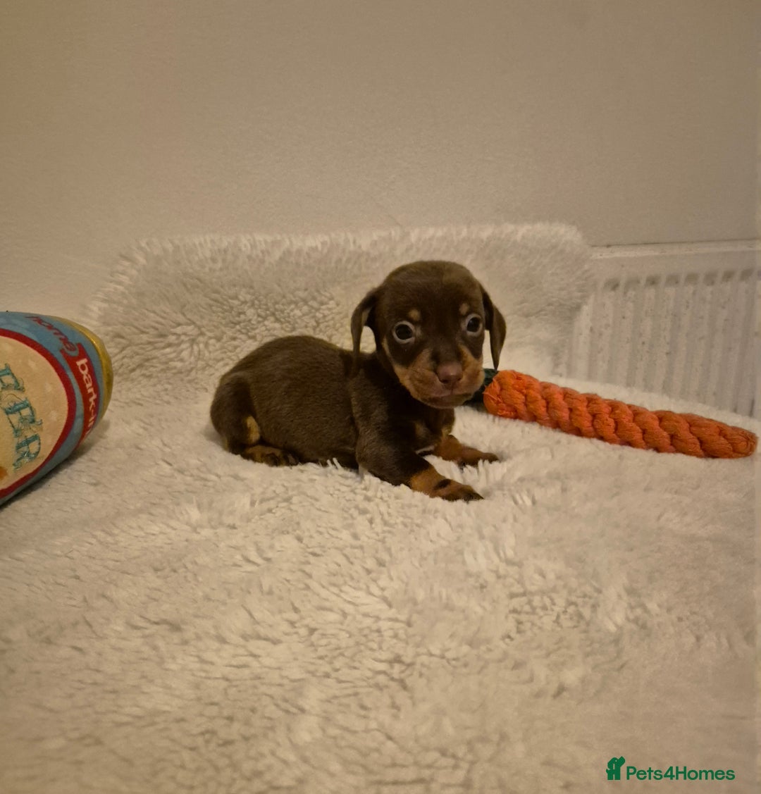 Miniature Dachshund dogs for sale: ❤️ 🐕 Miniature Dachshunds  - Image 17