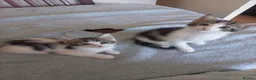 Mixed Breed cats for sale: Kittens for sale  in South Croydon - Advert 20