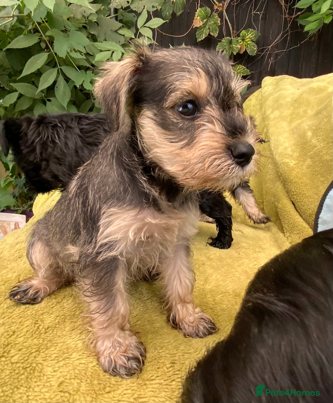Miniature Schnauzer dogs for sale: Happy healthy miniature Schauzer puppies - Image 2