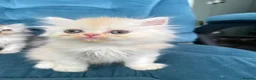 Persian cats for sale: Beautiful Persian Kittens Available forLovingHomes - Advert 11