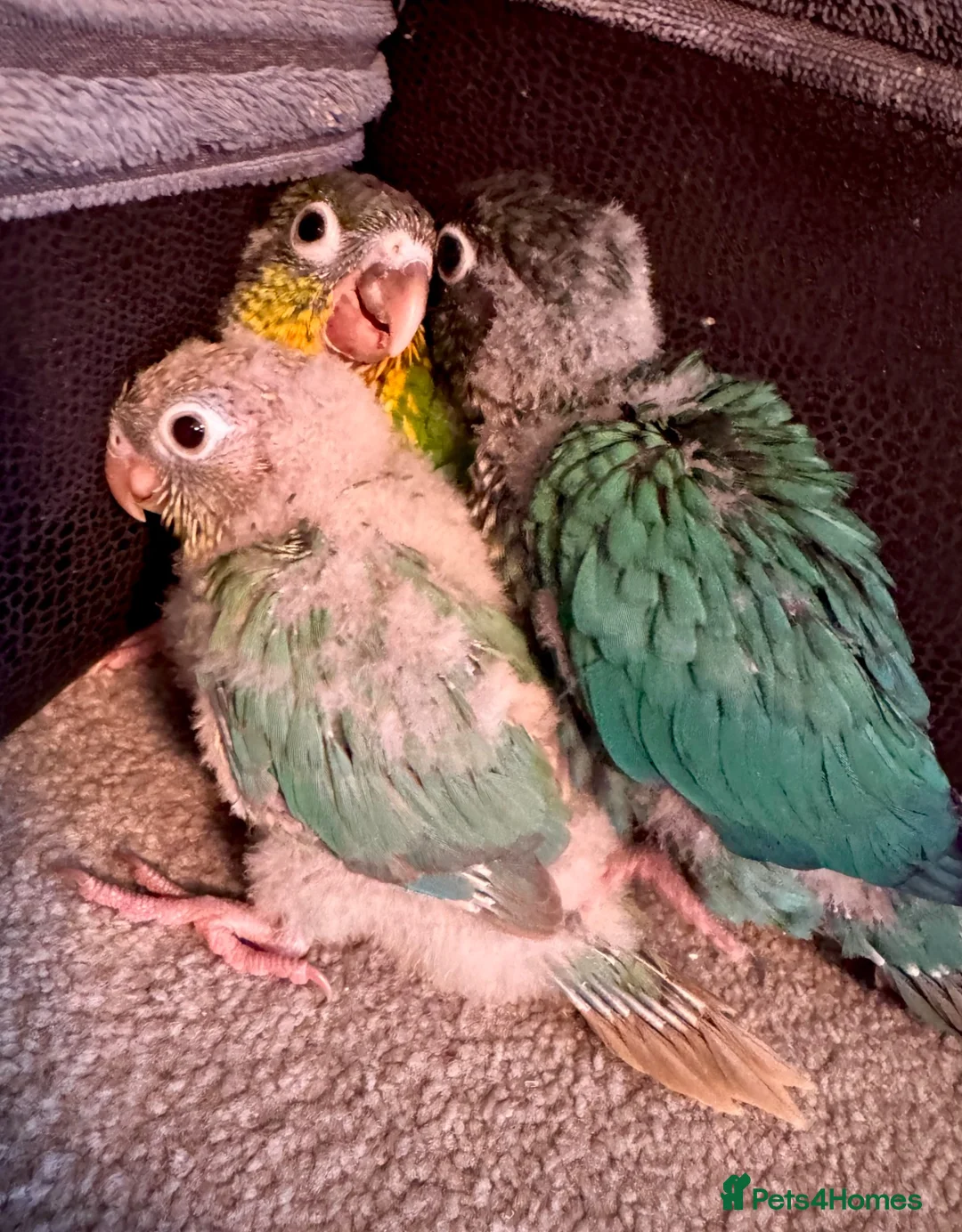 Conures birds for sale: Conures - Advert 1