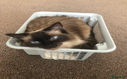 Ragdoll cats for sale: Sweet male ragdoll “Tedi” 5yo - Image 1