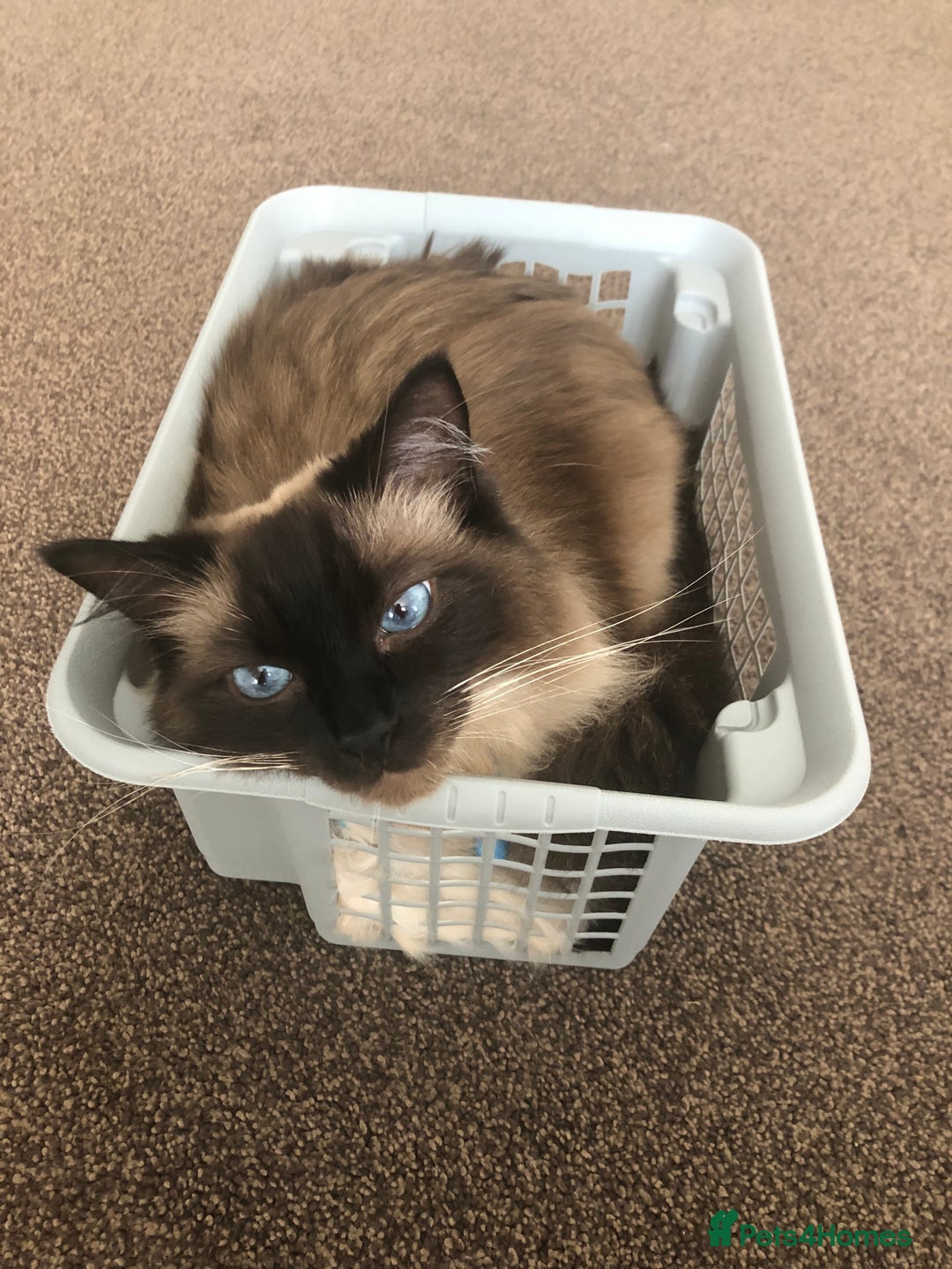 Ragdoll cats for sale: Sweet male ragdoll “Tedi” 5yo - Image 1