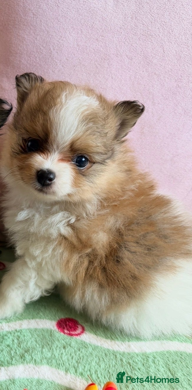 Pomeranian dogs Teddy bear Pomeranian puppies  - Advert 2