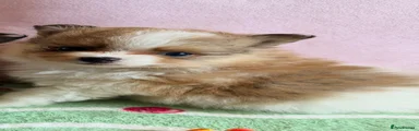 Pomeranian 5