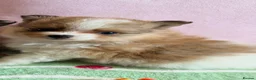Pomeranian dogs for sale: Teddy bear Pomeranian puppies  - Advert 2