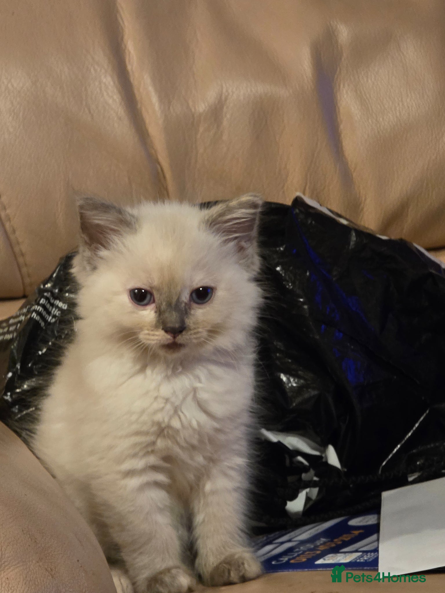 Ragdoll cats for sale: Gorgeous ragdoll kittens  - Advert 1