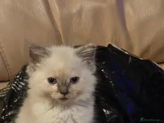 Ragdoll cats Gorgeous ragdoll kittens - Advert 1