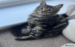 Mixed Breed cats for sale: 2 beautiful boys - Advert 3