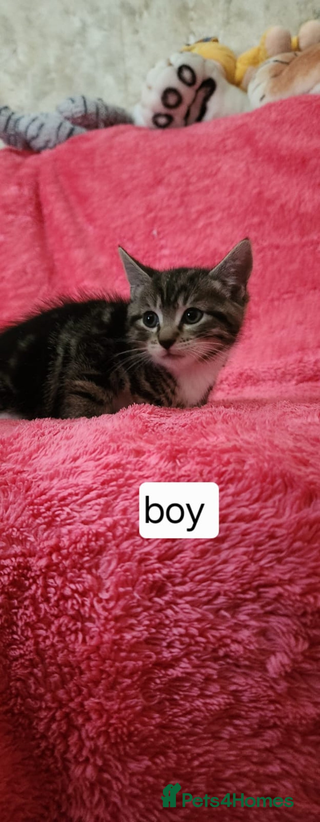 European cats for sale: Kitten  - Image 9
