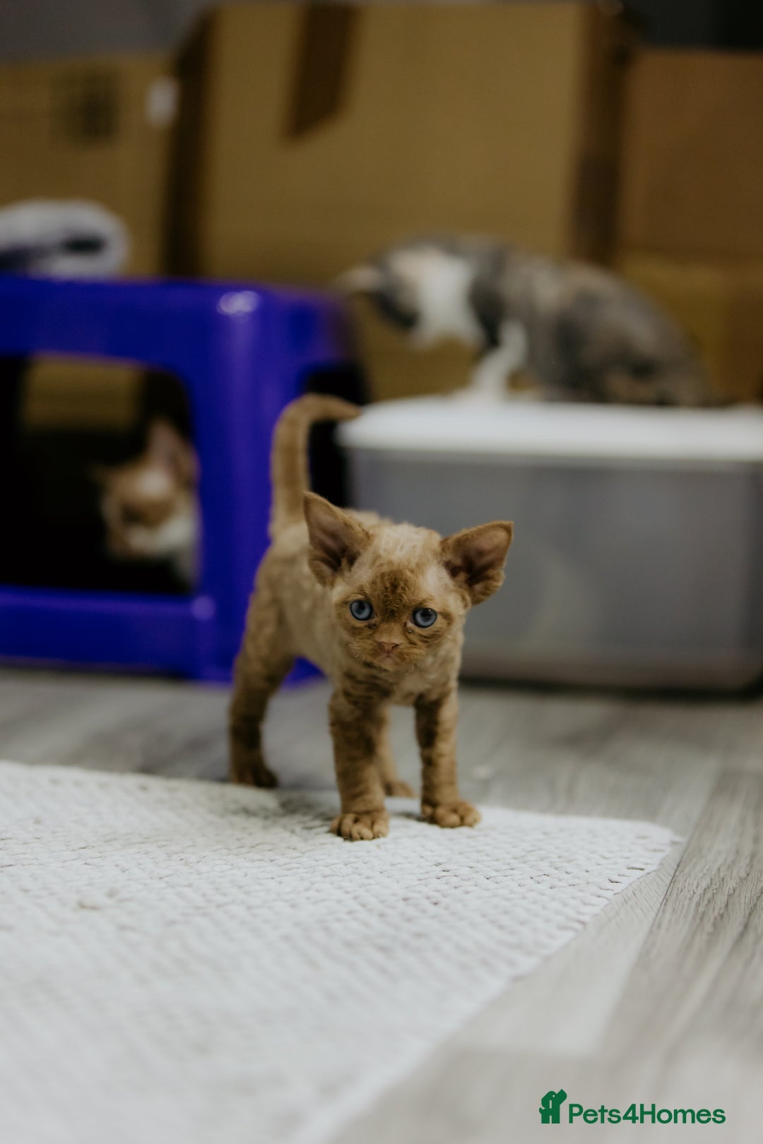 Devon Rex cats for sale: Adorable GCCF Registered DevonRex Kittens FOR SALE - Advert 11