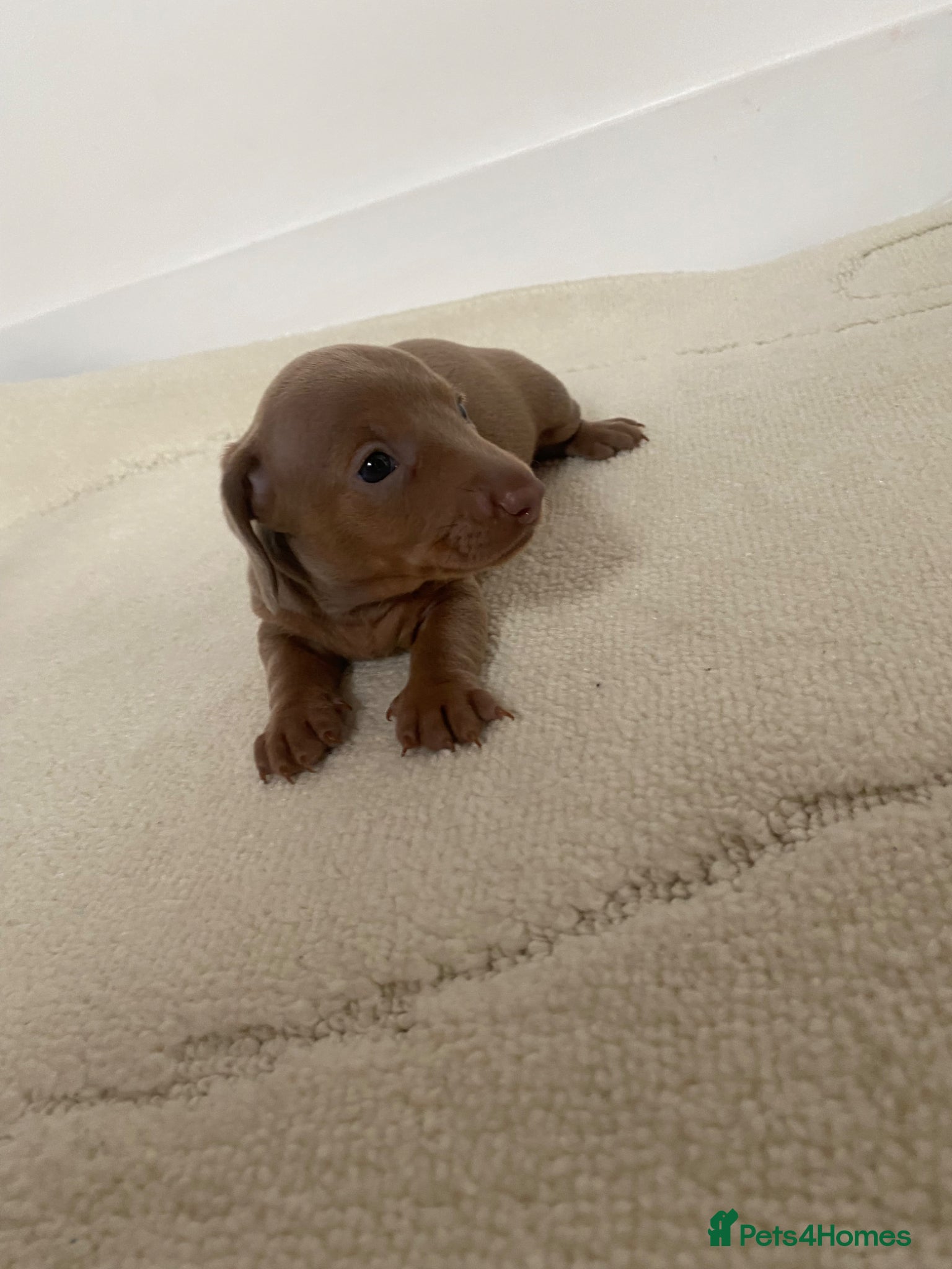 Miniature Dachshund dogs for sale: Beautiful miniature dachshunds puppies  in Ongar - Advert 3