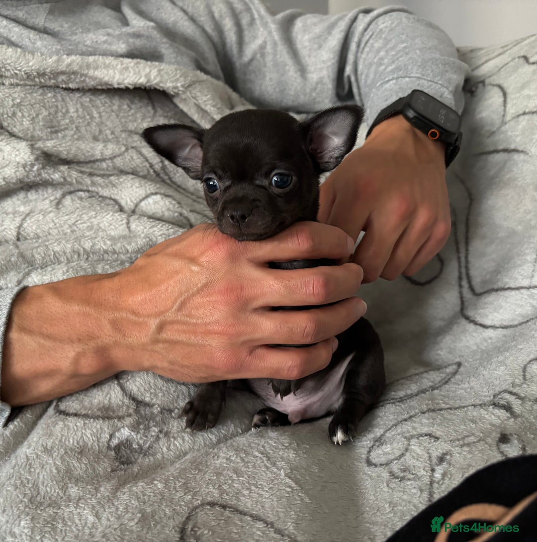 Chihuahua dogs for sale: Smooth Chihuahua puppies  - Image 6