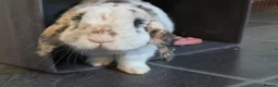 English Spot rabbits for sale: Neutred beautiful boy looking gor his forever home - Advert 19