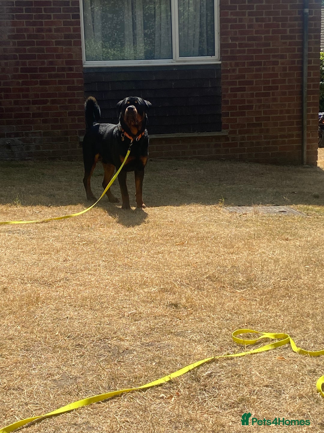 Rottweiler dogs for sale: Male Rottweiler 2 1/2 years old  - Advert 3
