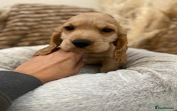 Cocker Spaniel dogs for sale: Show type cocker spaniels  - Image 9