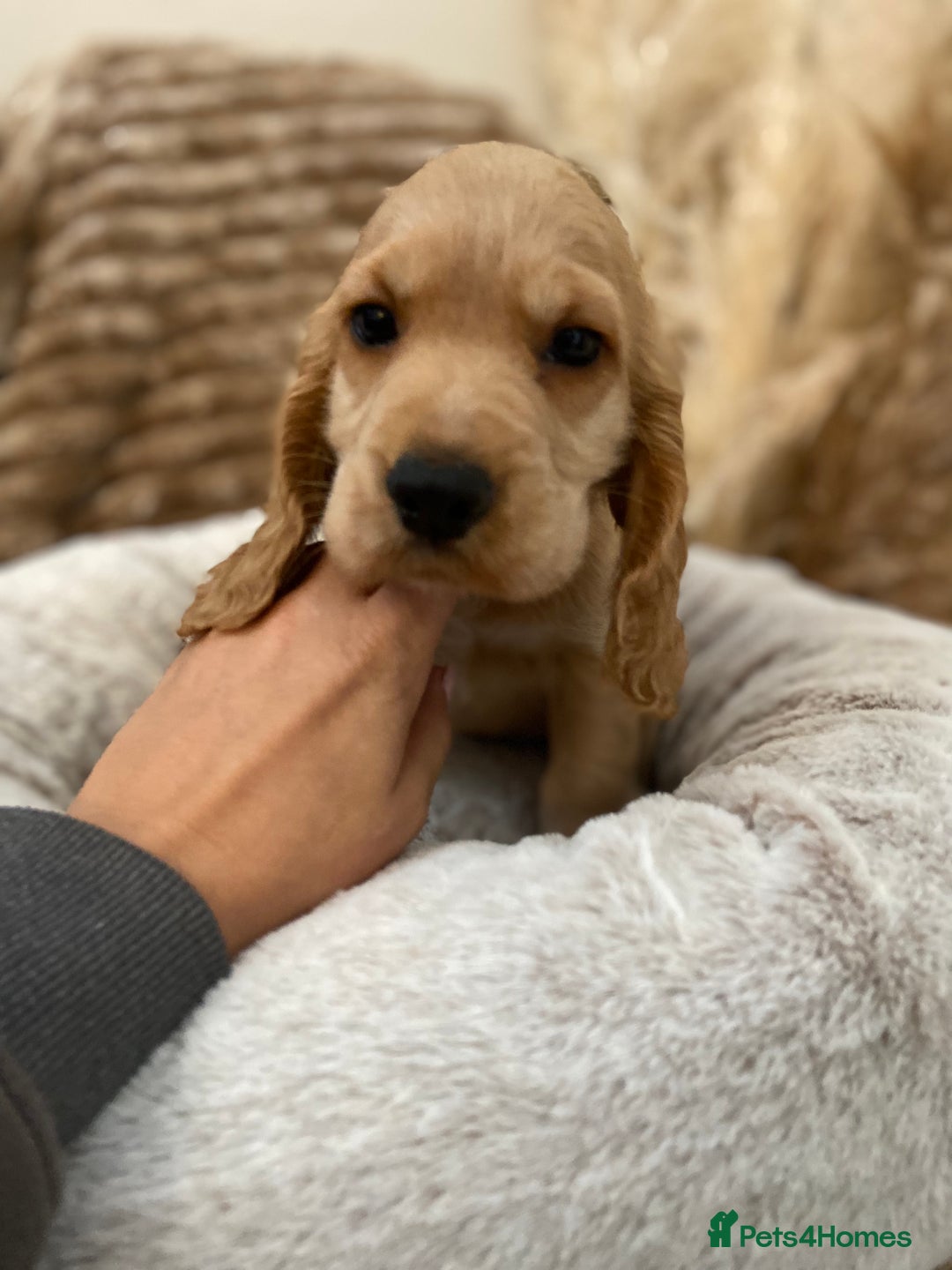 Cocker Spaniel dogs for sale: Show type cocker spaniels  - Image 9