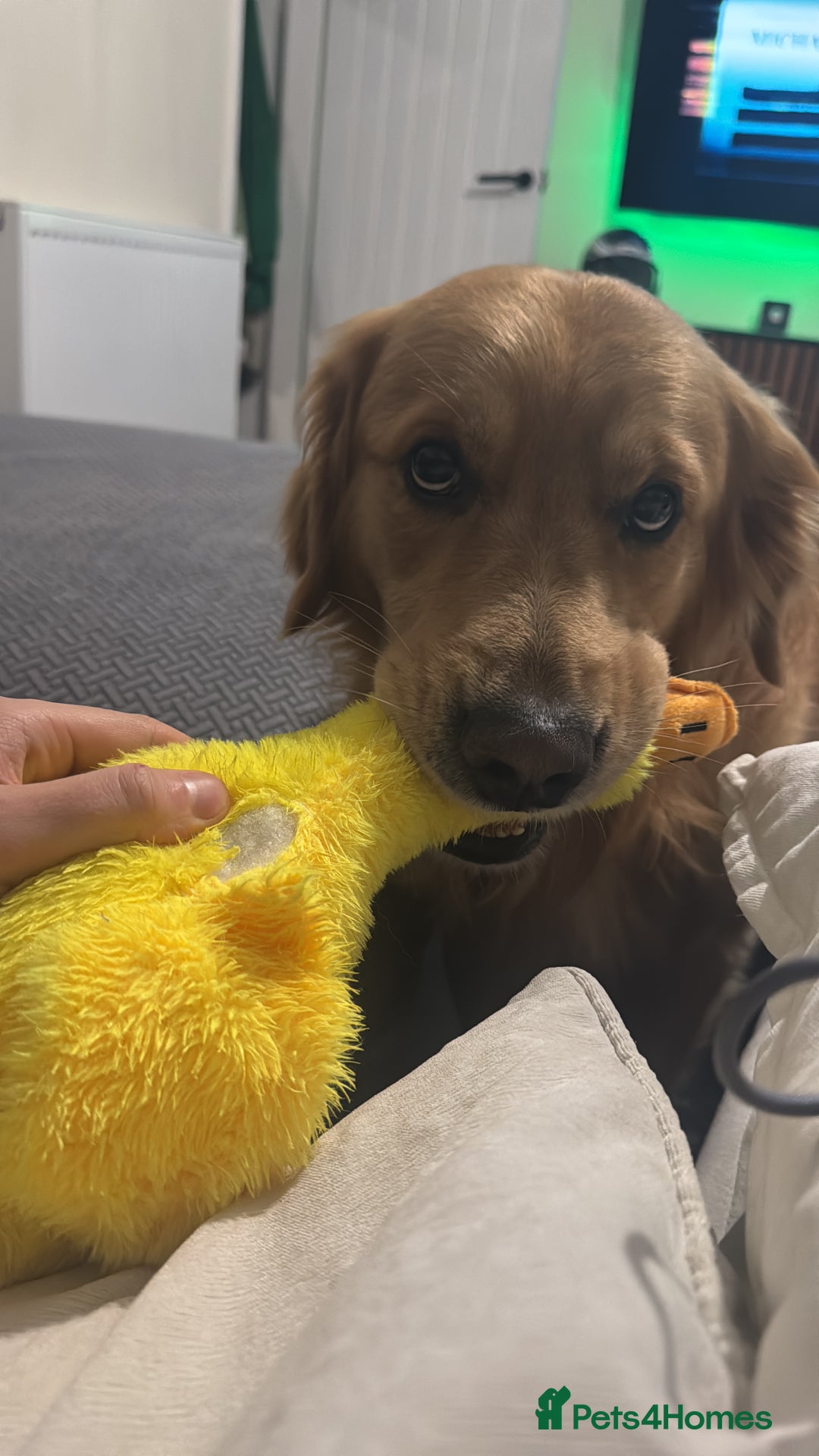 Golden Retriever dogs for stud: 5th Generation 2yo Toasted Golden Retriever - Advert 9