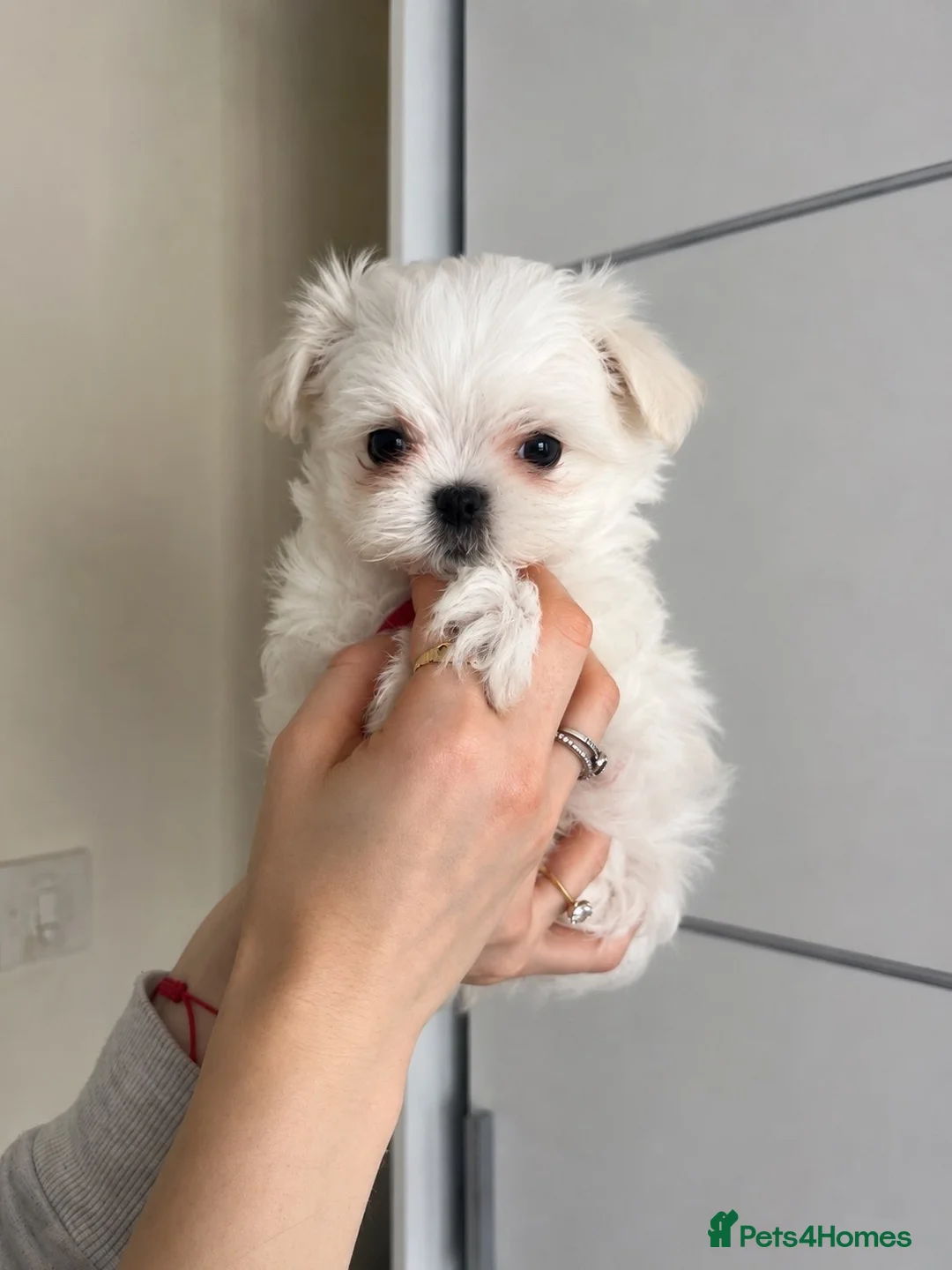 Maltese dogs for sale: Beautiful Maltese puppies home raised & socialised - Advert 2