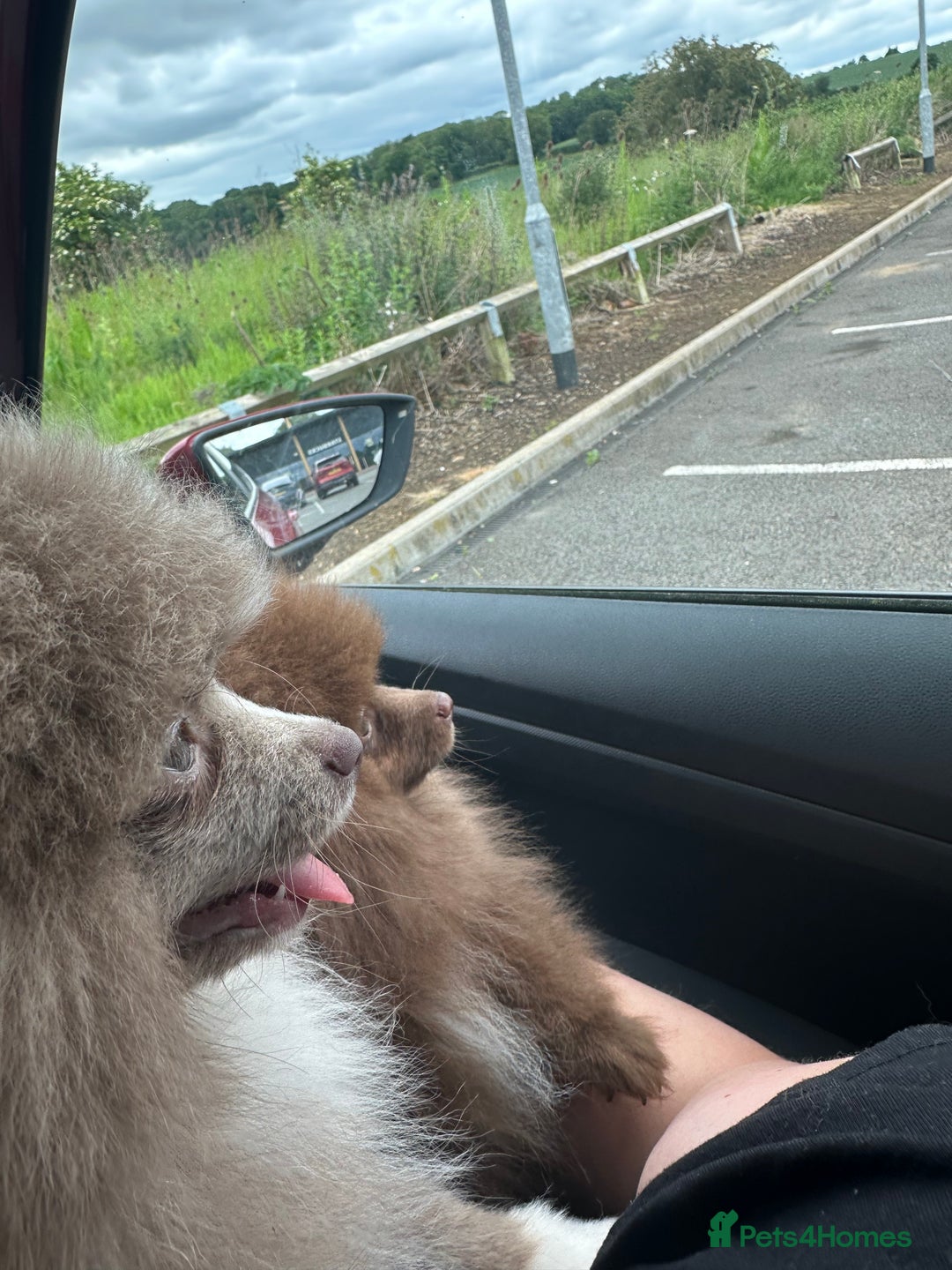 Pomeranian dogs for sale: Adorable pair of 1 year old Pomeranian boys!  - Image 22