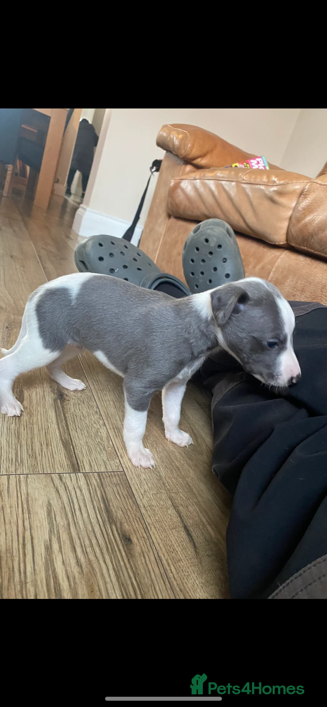 Whippet dogs for stud: Top Kc working x show whippet at stud  in Swansea - Advert 10