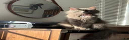 Mixed Breed cats for sale: Ragdoll x Bombay Female Kitten - Advert 22