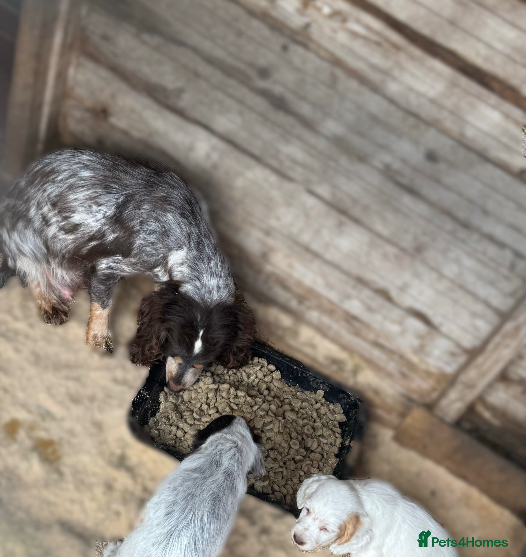 Cocker Spaniel dogs Half Show Half Working Cocker Spaniel Puppies  - Advert 13