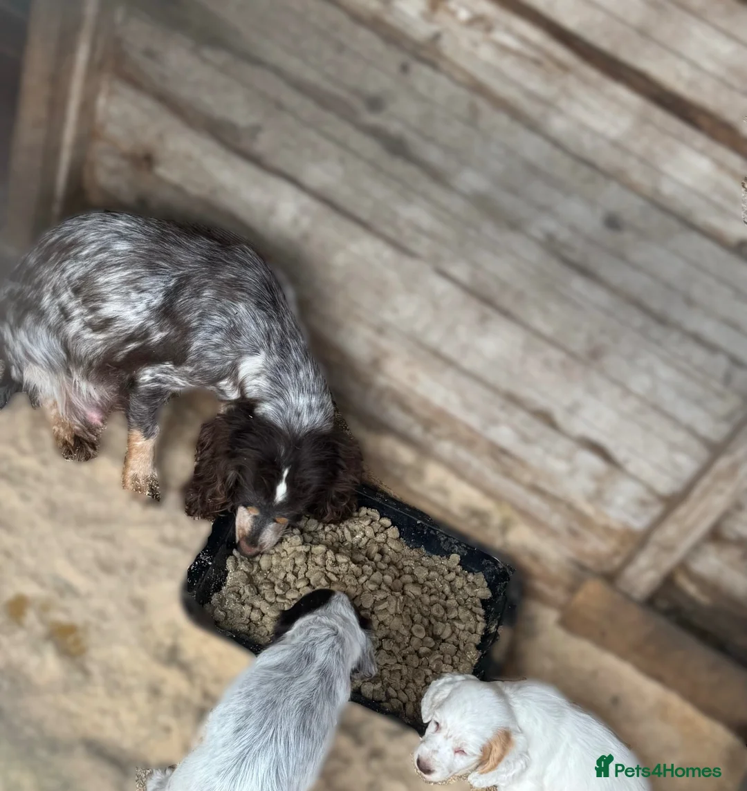 Cocker Spaniel dogs for sale: Half Show Half Working Cocker Spaniel Puppies  in Wisbech - Advert 1