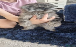 Labradoodle dogs for sale: Labradoodle puppy READY TO LEAVE - Image 11