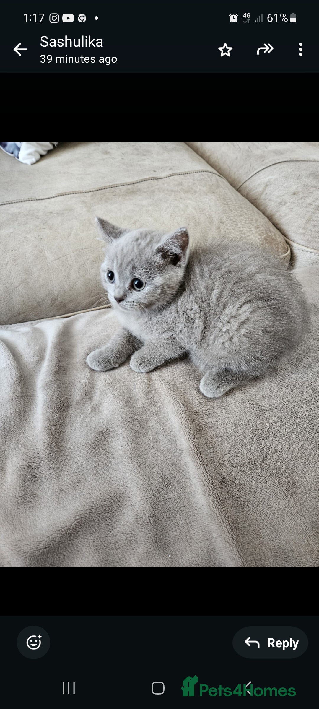 Brazilian Shorthair cats for sale: British short hair kittens  - Image 6