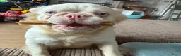 French Bulldog dogs for sale: Two caramel pink husky frenchies  - Advert 10