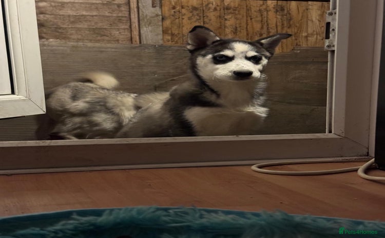 Siberian Husky dogs - Advert 7