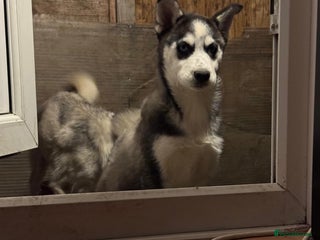 Siberian Husky dogs - Advert 2