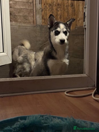 Siberian Husky dogs - Advert 1