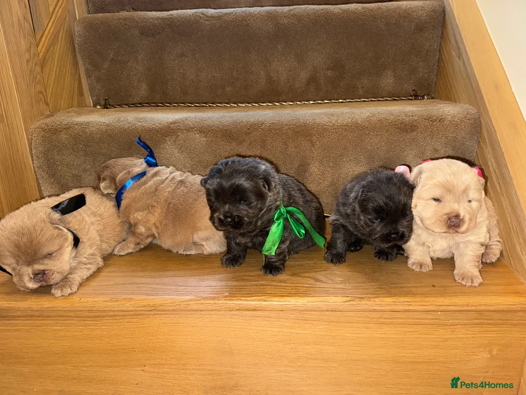 Chow Chow dogs for sale: 3 beautys left ⭐️  - Advert 28