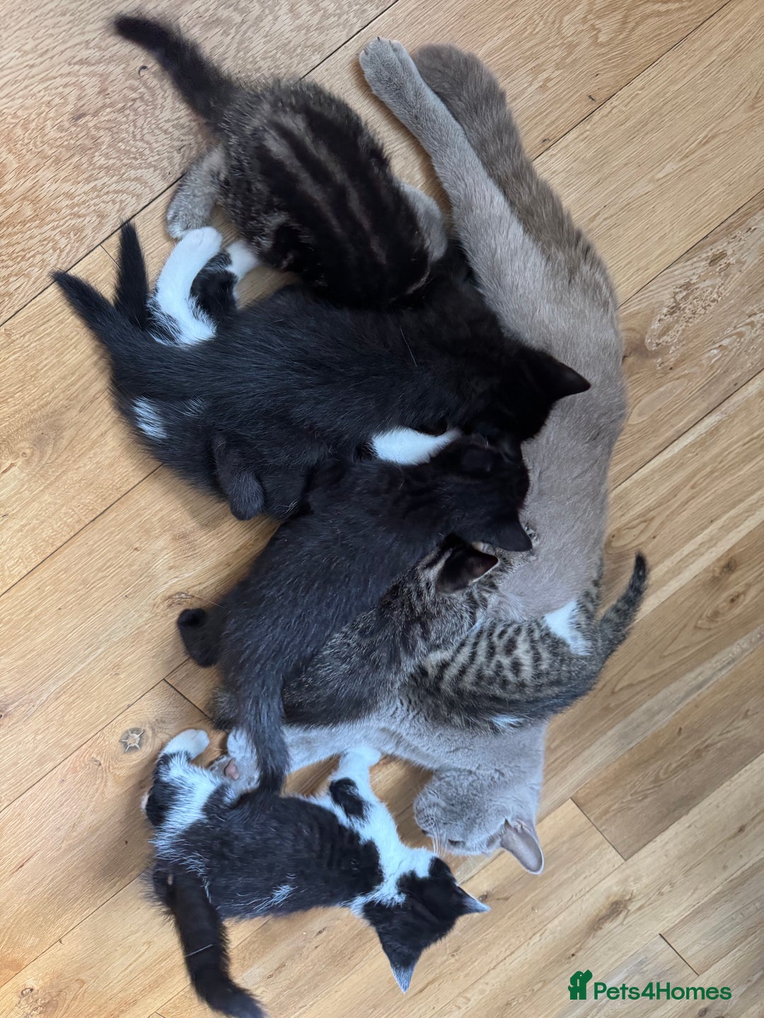 British Shorthair cats for sale: British shorthair  - Image 4