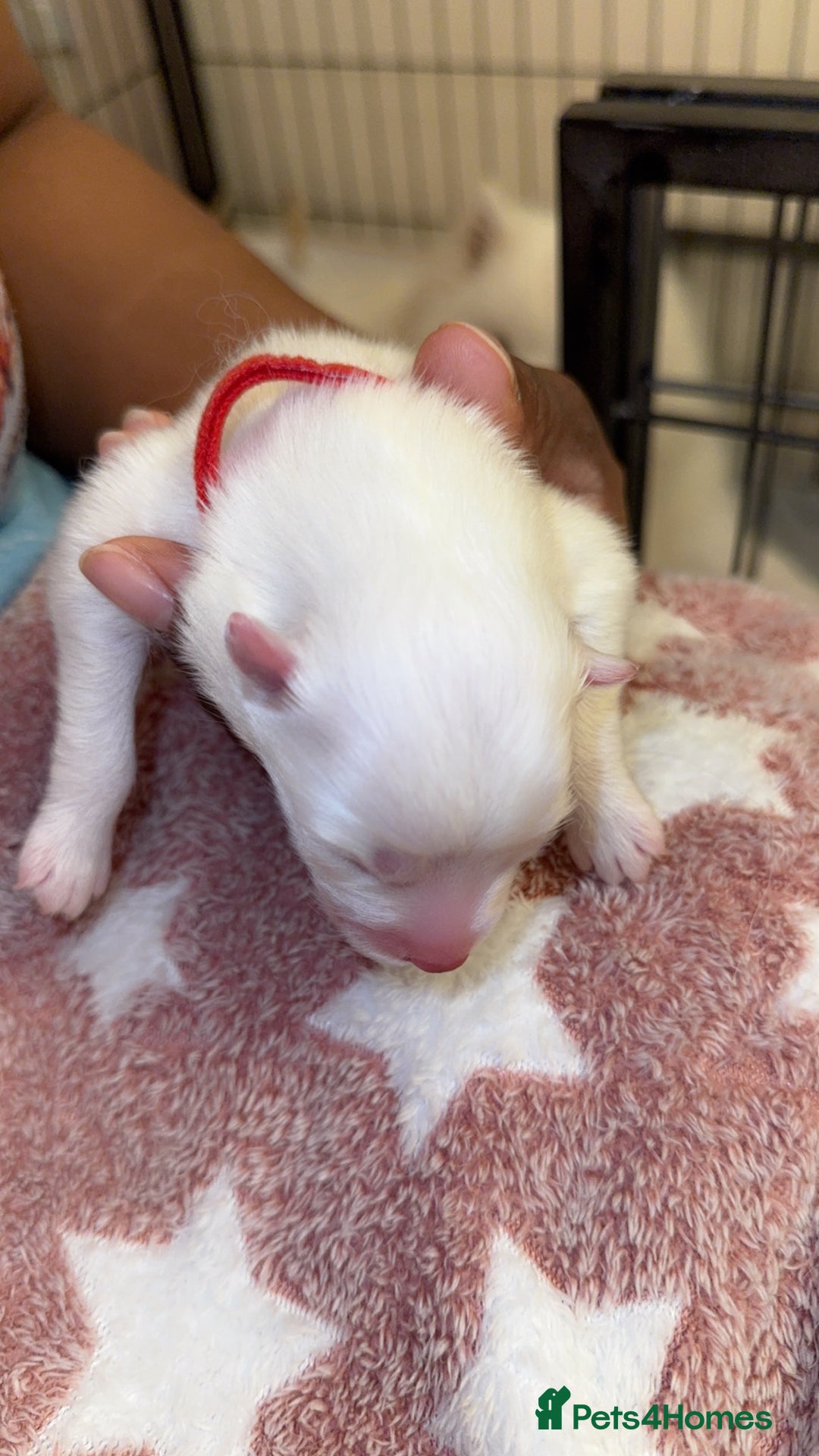 Samoyed dogs for sale: Beautiful Samoyed Pups Ready for a Loving Home  - Advert 10