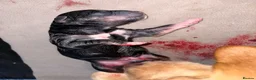 Borador dogs for sale: 7 Labrador cross collie pups.  in Kirkcaldy - Advert 3