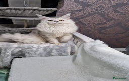 Maine Coon cats for sale: Beautiful GCCF Mainecoon kittens  - Image 24