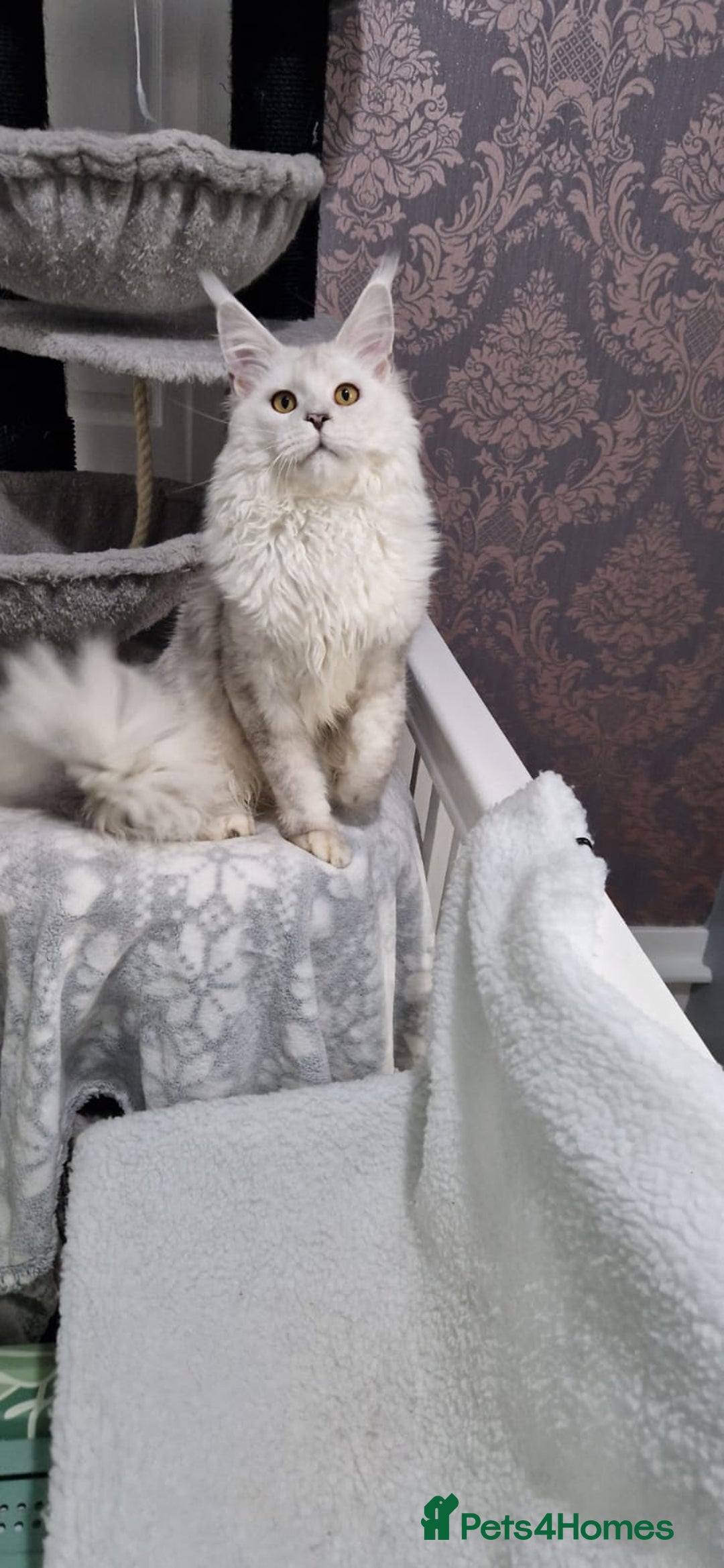 Maine Coon cats for sale: Beautiful GCCF Mainecoon kittens  - Image 24