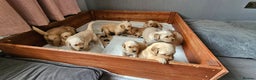 Golden Retriever dogs for sale:  golden retriever pups - Advert 34