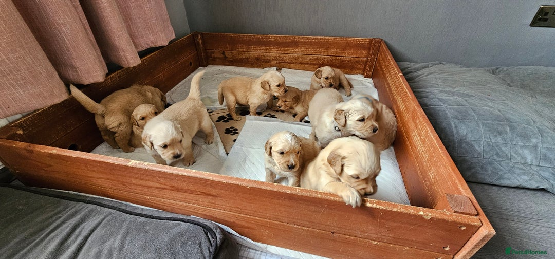 Golden Retriever dogs for sale:  golden retriever pups - Advert 34