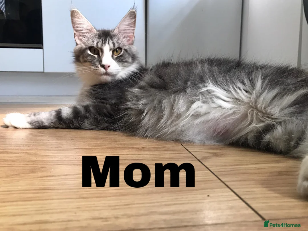 Maine Coon cats for sale: GORGEOUS MAINE COON KITTENS - Advert 27