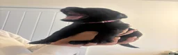 Mixed Breed dogs for sale: Labrotties  in Bristol - Advert 2