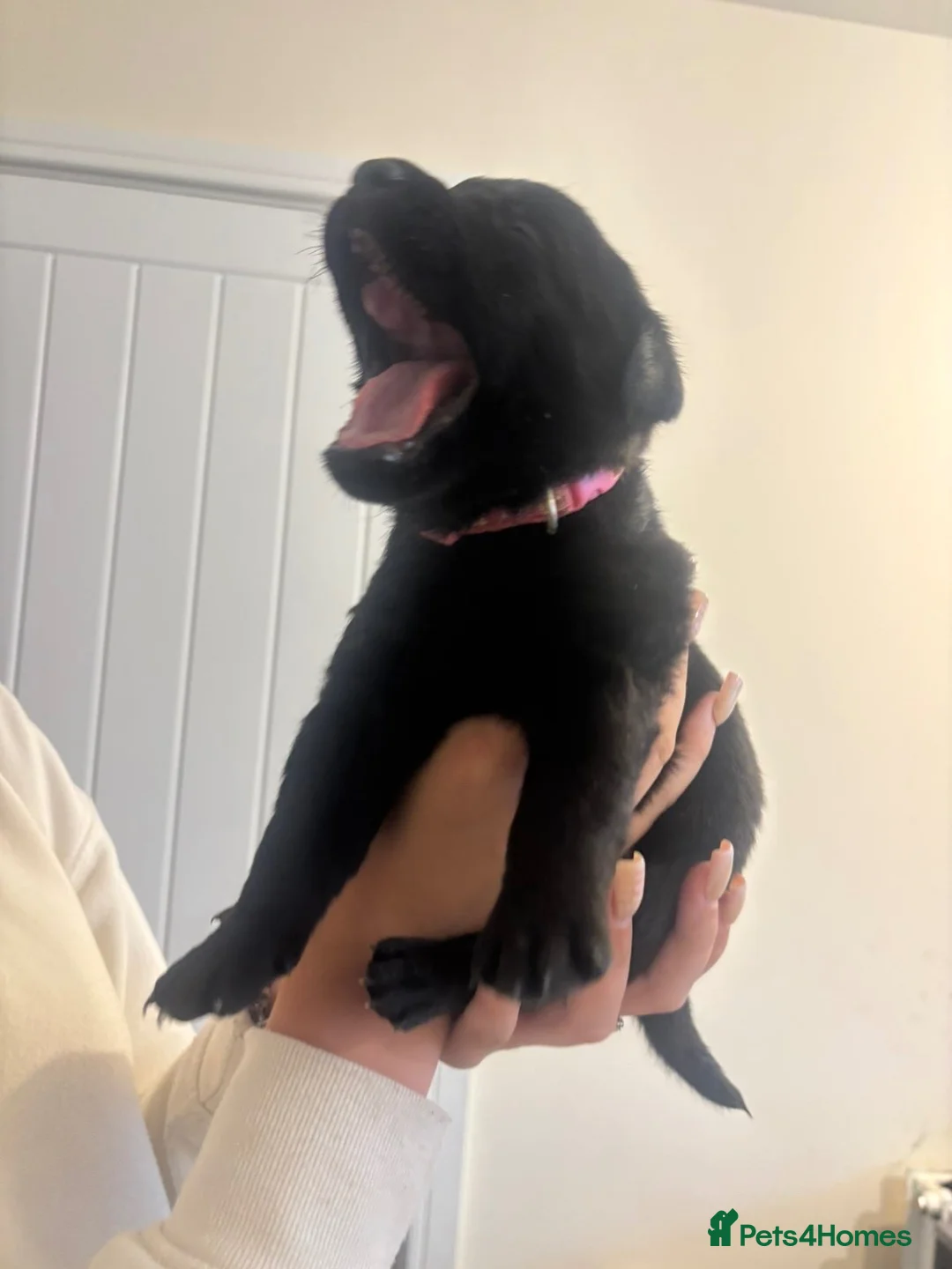 Mixed Breed dogs for sale: Labrotties  in Bristol - Advert 2